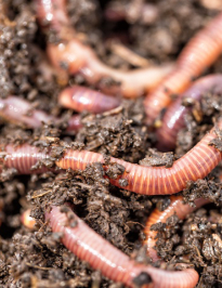 みみず酵素／HAKKOHルベルス